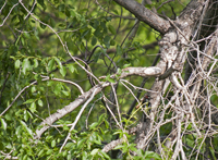 Downy Woodpecker 8210